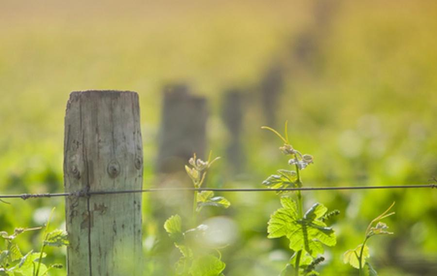 Barossa Valley image